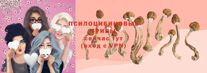 Галлюциногенные грибы Cubensis  Кизляр 